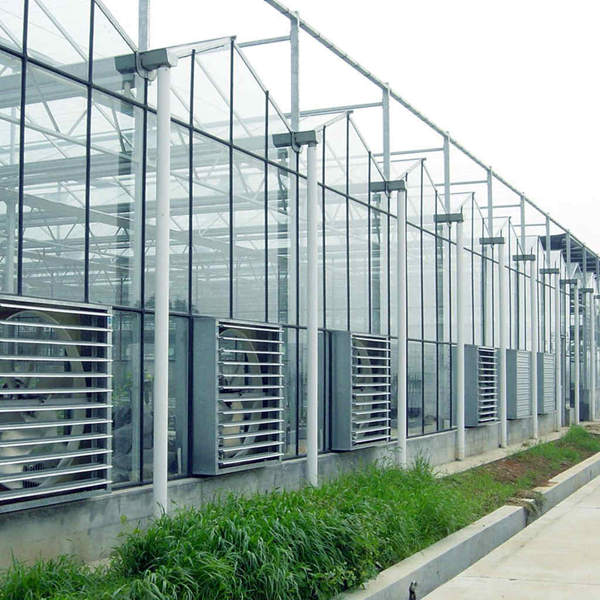 Venlo Glass Greenhouse