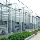 Venlo Glass Greenhouse
